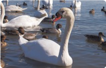 コブハクチョウ コブハクチョウ