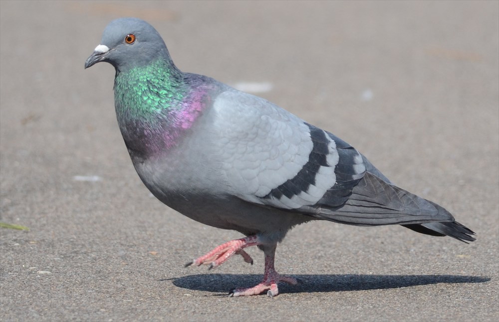 Appendix Bird Research 14: R1-R4