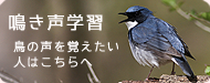 鳥の声マイスター