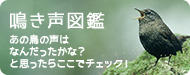 鳴き声図鑑 あの鳥の声はなんだったかな？と思ったらここでチェック