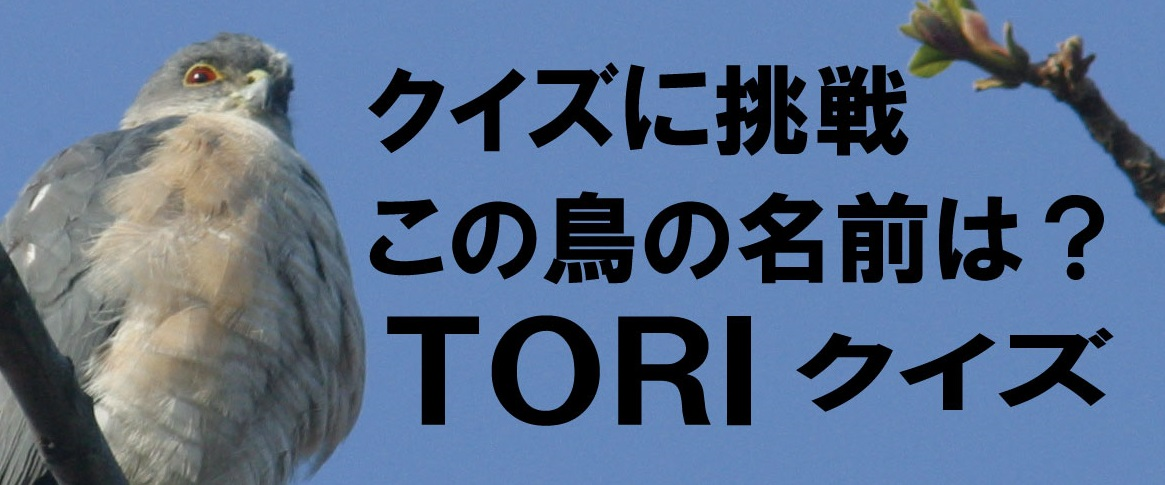 TORI-quiz