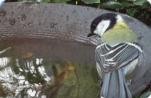 ＃バードバスウォッチ