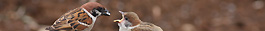 Tree sparrow breeding study