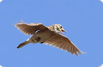 季節前線ウォッチ