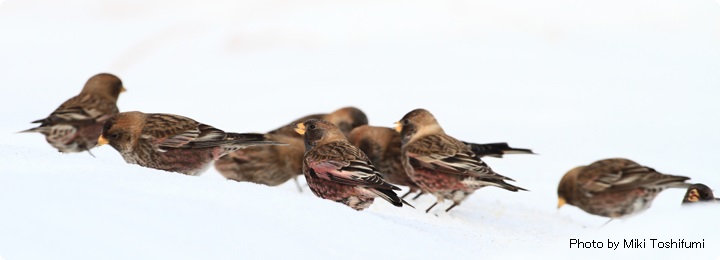 冬鳥ウォッチ バードリサーチ Bird Research