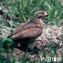 サシバ