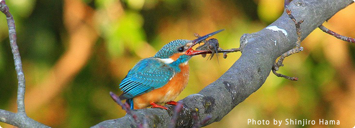 カワセミは何を食べる カワセミ食性調査 バードリサーチ Bird Research