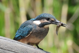 オタマジャクシを食べるカワセミ（撮影：村田孝嗣 ）