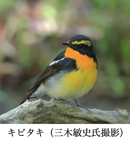 ホーホケキョ と 鳴く 鳥