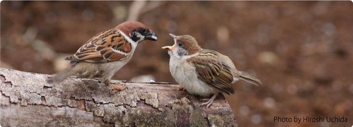 子雀ウォッチ バードリサーチ Bird Research