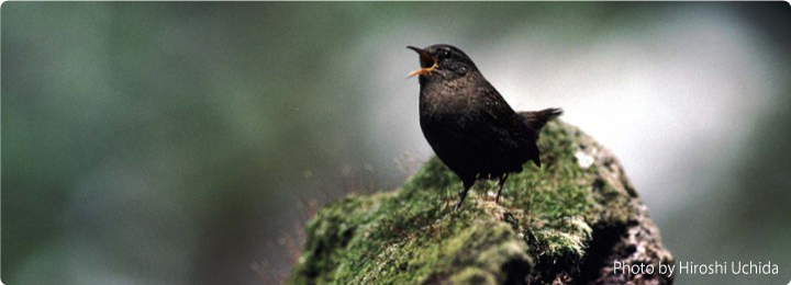 バードリサーチ鳴き声図鑑 バードリサーチ Bird Research