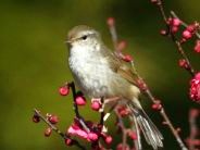 季節前線ウォッチ